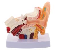 Veemoon Modèle d'anatomie de l'oreille humaine avec socle :