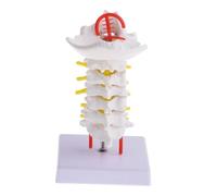 Veemoon Modèle de Colonne Cervicale Humaine en PVC Vaisseau Carotidien et Os Occipital Support Métallique Stable Simulation Intervertébrale Pédagogique pour Cabinet Médical et Salle de