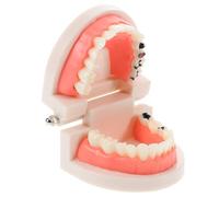 Veemoon Modèle de Dents Réaliste Détachable pour Démonstration, Modèle Buccal Éducatif pour Étudiants en Médecine, Outil Pédagogique Robuste pour Formation Odontologique