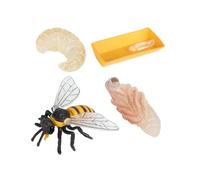 Veemoon Modèle Éducatif Cycle de Croissance des Abeilles - 4 Pièces en Plastique Léger - Cognitif pour Garçon et Filles - Fournitures Scolaires pour Apprentissage Préscolaire