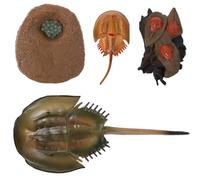 Veemoon Modèle Éducatif Cycle de Vie du Crabe Fer à Cheval en Plastique Réaliste, Cognitif pour Garçon et Filles, Figurine Artisanale Solide, pour Apprentissage Scientifique et