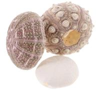 Veemoon Pot de Plante Aérienne Oursin de Mer en Coquillage Naturel 3pcs Bords Lisses, Décoration Vibrante pour Galeries d'art et Intérieur