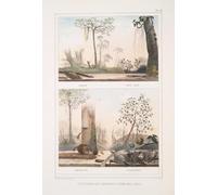 Végéteaux qui servent à faire des liens; Imbire (Cipò imbé) Cotonnier (Sapoucaÿa) (1834-1839) Poster Impression par Jean Baptiste Debret (45,7 x 61 cm)