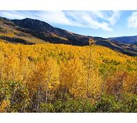 vegherb 1000 Tremble Arbre Graines, Croissance Rapide
