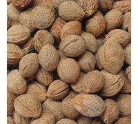 vegherb 50 Japonais d'abricot Bonsaï Graine Paquet Prunus Mume