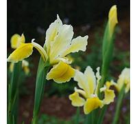 vegherb - Iris Orientalis Seeds