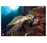 VELOFLEX 4651112 - Sous-main tortue, 40 x 60 cm, antidérapant, effaçable, avec film de protection antireflet transparent, sous-main, sous-main pour peinture, sous-main pour travaux manuels