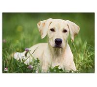 VELOFLEX - Sous-Main Chien, 40 x 60 cm, Antidérapant, Lavable, Avec Film de Protection Antireflet Transparent, Pour Peinture et Bricolage, 1 Pièce