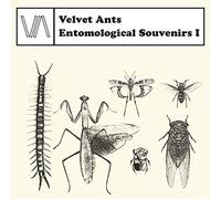 VELVET ANTS - Souvenirs entomologiques 1