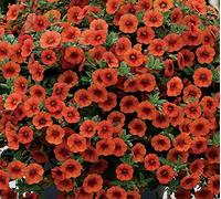 Vendita! Calibrachoa Kabloom Crave Tramonto vigorose Semi Annual Petunia Free-fioritura, 100 semi/Pack, TT8A57