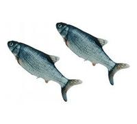 Venteo - MAGIC FISH - jeu pour chat - Adulte - Gris - rechargeable câble USB - Educatif - LOT DE 2 Gris G