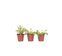 Vénus attrape-mouches - Set de 3 - Dionaea muscipula - Hauteur 5-15cm - d5,5cm