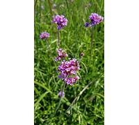 Verbena bonariensis 'Blue Violet' / Verveine de Buenos-Aires 'Blue Violet' / Conteneur de 3 à 4 litres