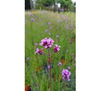 Verbena bonariensis/Verveine de Buenos-Aires/Conteneur de 3 à 4 litres