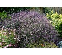 Verbena officinalis Bampton - Verveine officinale 30 Graines