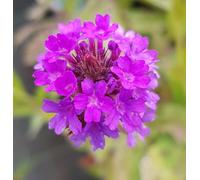 Verbena venosa/Verveine rugueuse/Conteneur de 2 à 2.9 litres/Vivace estivale