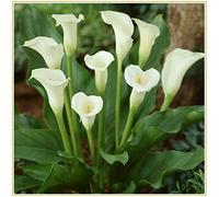 Veri bulbi di giglio di calla/ (non di semi di giglio di calla) La piccola pianta esperta di sanitari, come i meravigliosi fiori della storia,-15Bulbi