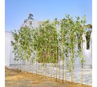 VeriNatural Bambou Artificiel 180cm-Grande Plante Artificielle, Arbre Artificiel Intérieur et Extérieur, Vrai Tronc Naturel, Résistant aux UV-Fausse Plante pour Décoration Bureau, Jardin 24PCS,VN144