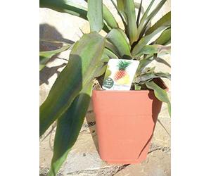 Véritable ananas fruit ananas - 65-75 cm - Piña fruits comestibles