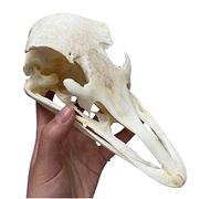 Véritable animal crâne spécimen taxidermie fournitures d'art pour enseignement vétérinaire, bar, décoration de la maison, collection d'art, médecine vétérinaire 1:1 (tête de mort d'autruche)