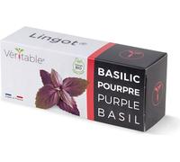 Véritable basilic pourpre Lingot - terreau pré-cultivé