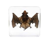 Véritable Chauve-souris Spécimen Animal Presse-papiers Science Classe Professeur Formation Taxidermie