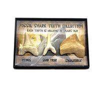 Véritable collection de dents de requin fossiles préhistoriques Otodus Obliquus Squalicorax