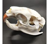 Véritable crâne d'animal, chat/chien/renard/ragondin/raton laveur/rat musqué/vison/lapin, spécimens de crâne pour la décoration de la maison, étude des objets de collection(Nutria)