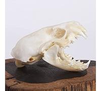 Véritable crâne d'animal, chat/chien/renard/ragondin/raton laveur/rat musqué/vison/lapin, spécimens de crâne pour la décoration de la maison, étude des objets de collection(Mink)
