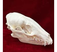 Véritable crâne d'animal, chat/chien/renard/ragondin/raton laveur/rat musqué/vison/lapin, spécimens de crâne pour la décoration de la maison, étude des objets de collection(Raccoon)