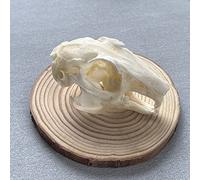 Véritable crâne d'animal, chat/chien/renard/ragondin/raton laveur/rat musqué/vison/lapin, spécimens de crâne pour la décoration de la maison, étude des objets de collection(Rabbit)