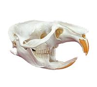 Véritable crâne d'animal, spécimen de taxidermie, Fournitures artistiques pour l'enseignement vétérinaire, décoration de Bar, Collection d'art, os, médecine vétérinaire, 1:1,Muskrat Skull