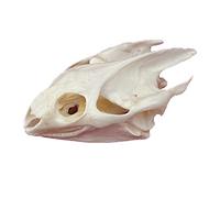 Véritable crâne d'animal, spécimen de taxidermie, Fournitures artistiques pour l'enseignement vétérinaire, décoration de Bar, Collection d'art, os, médecine vétérinaire, 1:1,Turtle Skull