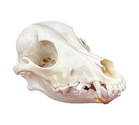 Véritable crâne d'animal, spécimen de taxidermie, Fournitures artistiques pour l'enseignement vétérinaire, décoration de Bar, Collection d'art, os, médecine vétérinaire, 1:1,Dog Skull