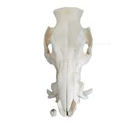 Véritable crâne de cochon - Véritable os de taxidermie - Pour animaux de compagnie - Objets de collection - Fournitures pédagogiques uniques - Décoration de cabine de chasse