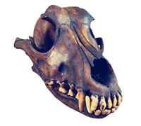 Véritable crâne de loup, véritable taxidermie, os d'animaux, modèle de crâne d' for décoration de bar, collection d'art, outil d'enseignement vétérinaire
