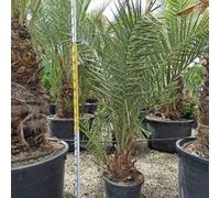 Véritable dattier 110 l 230-270 cm