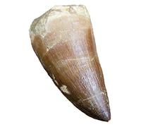 Véritable dent de Mosasaur Fossil - Excellent Fossil - période créatée (65 Millions d'années +) - Excellente idée Cadeau