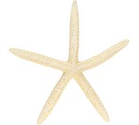 Véritable étoile de mer Déco Nature 15-17cm 10 pcs - Décoration Maritime