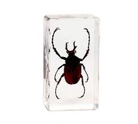 Véritable Insecte Scarabée Spécimen Résine Presse-papiers Cockchafer Fumier Coléoptères Spécimen pour l'enseignement des Sciences (Dicranocephalus adamsi)