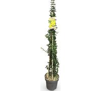 Véritable jasmin d'hiver env. 160 cm Jasminum nudiflorum - La beauté à floraison hivernale pour votre jardin
