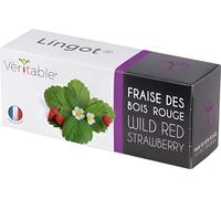 Véritable Lingot Fraisier Rouge Sauvage - Terreau pré-planté