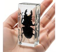Véritable Lucane cerf-volant en résine transparente - Spécimen d'insecte préservé pour exposition, collection pédagogique ou décoration de presse-papiers