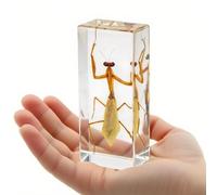 Véritable mante religieuse enrobée de résine - Spécimen d'insecte pour décoration intérieure, projets scientifiques ou cadeaux pour les amoureux de la nature
