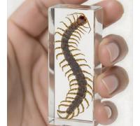 Véritable Mille-Pattes en résine Transparente - Spécimen d'insecte préservé pour Exposition, Collection pédagogique ou Presse-Papier Unique