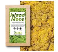 Véritable mousse - Décoration naturelle à bricoler dans différentes variétés fraîches - DIY - Mousse islandaise, mousse, mousse, sphagnum (100 g - mousse jaune islandais)
