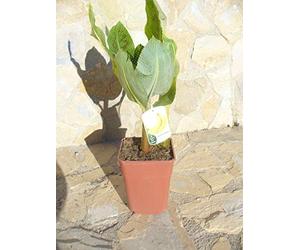 Véritable musa acuminata, une plante de bananes env. 65-75 cm Fruits comestibles