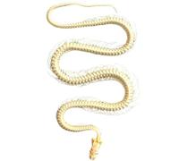 Véritable os d'animaux, spécimen de crâne d'animal naturel, crânes de serpent authentiques pour la recherche éducative, l'étude en t les projets artistiques