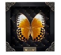Véritable papillon noir en losange cadre fait à la main Beetle Shadow Box Bug Spécimen d'insecte unique entomologie étranges collection taxidermie œuvre d'art de table décoration intérieure salon