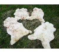 Véritable peau de mouton écologique Agneau flammé Jusqu'à 140cm 2ème choix Bonnes affaires 30x30cm carré plutôt clair flammé